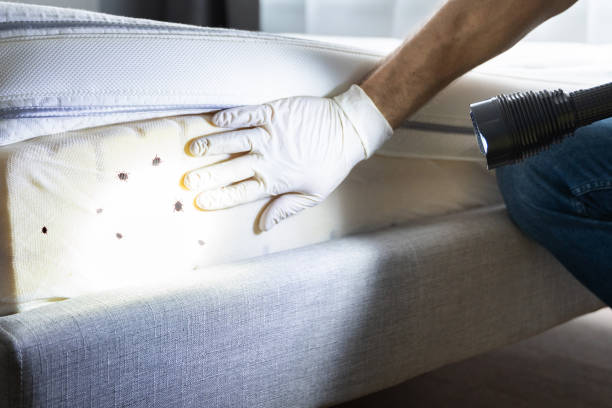 Best Cockroach Control Services  in St David, AZ