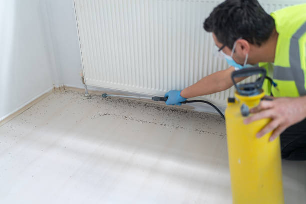 Best Termite Control Services  in St David, AZ