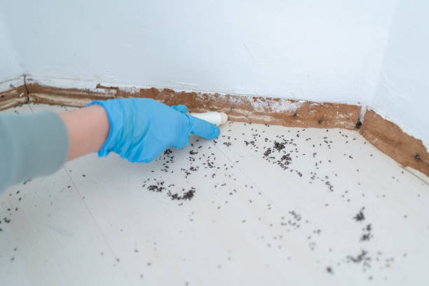 Best Commercial Pest Control Services  in St David, AZ