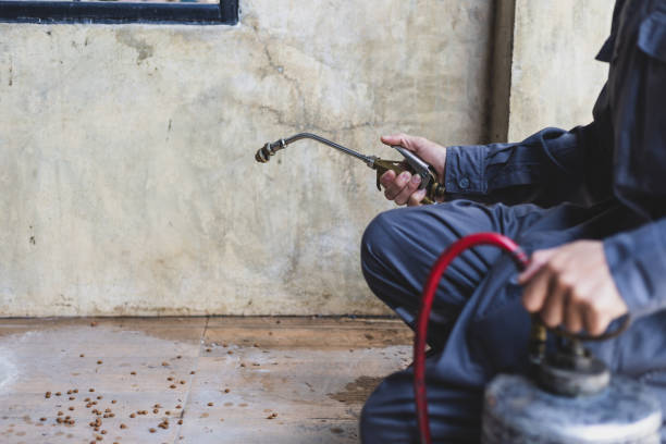Best Termite Control Services  in St David, AZ